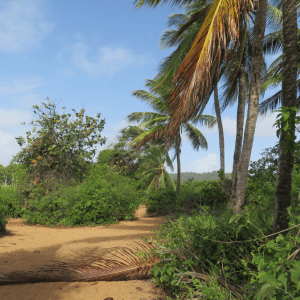 Lire la suite à propos de l’article Semaine 5 – Petit promenade des Salines