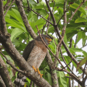 Lire la suite à propos de l’article Semaine 4 – La faune depuis notre pas de porte