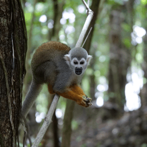 Lire la suite à propos de l’article Semaine 17 – Balade en mer et sur Ilet la Mère